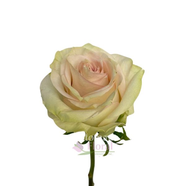 roseページ Marzipan Rose Pale Pink, 50 to 60cm open very wide - Potomac
